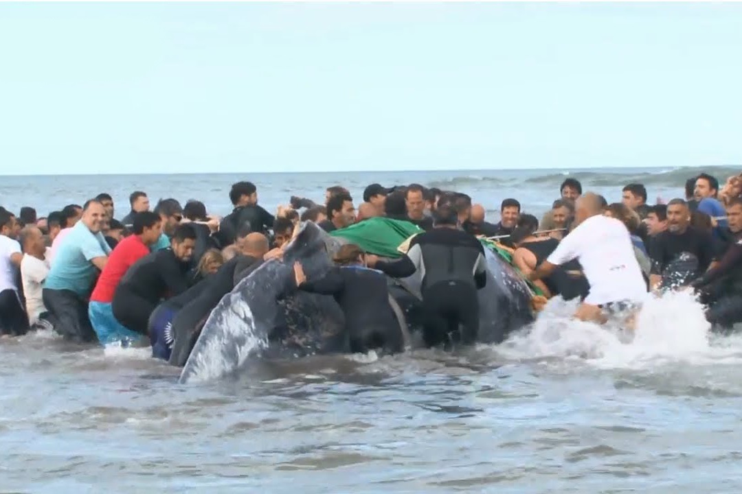 فیلم | تلاش برای نجات نهنگ به گل نشسته