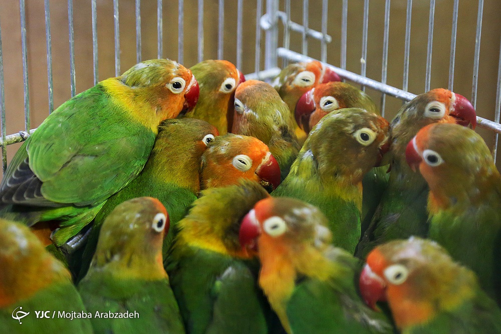 تصاویر | گشتی در بازار پرنده‌فروشان تهران