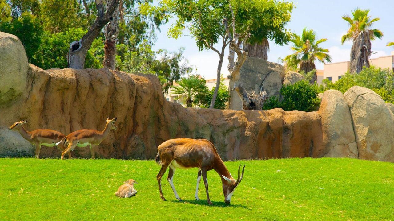 به‌روز ترین باغ‌ وحش‌ ایران در علیصدر همدان افتتاح می‌شود