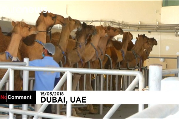 فیلم | تولید شیر شتر با ترکیبات شیر مادر در امارات