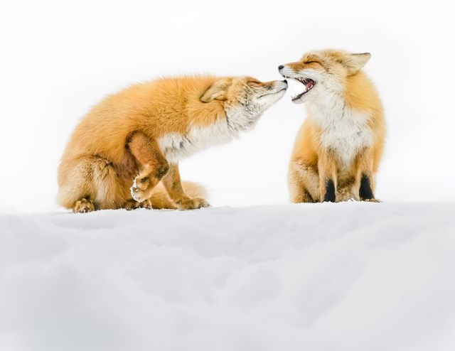 عکس | برف‌بازی روباه‌ها در عکس روز نشنال جئوگرافیک