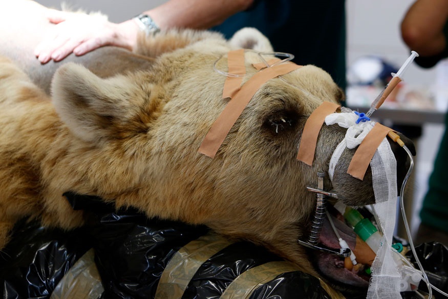 تصاویر | تلاش‌ برای درمان حیوانات وحشی در کلینیک‌ها