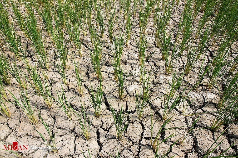 تصاویر | زنگ خطر خشکسالی در شالیزار‌های مازندارن