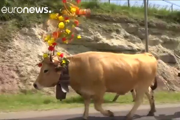 فیلم | جشن ییلاق برای گاوهای فرانسوی