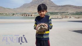 تحول یک قطعه لاک پشت توسط نوجوان دوستدار حیات وحش به اداره محیط زیست خرم آباد