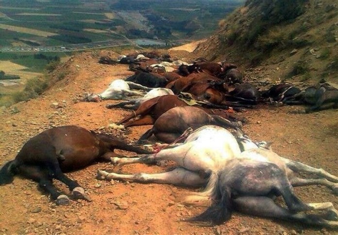اظهارات ضد و نقیض در مورد کشته شدن اسب های کوله بران در اشنویه