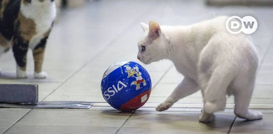 فیلم | پیش‌بینی یک گربه: عربستان، روسیه را در افتتاحیه می‌برد