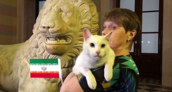 پیش‌بینی گربه پیش‌گوی جام جهانی: برد ایران مقابل مراکش