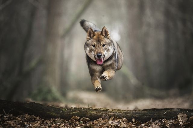 عکس | جست‌وخیز یک سگ در عکس روز نشنال جئوگرافیک