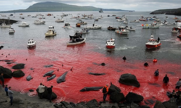 فیلم و عکس | سنت خشن و ظالمانه مردم دانمارک؛ کشتن نهنگ‌ها محض خوشگذرانی!