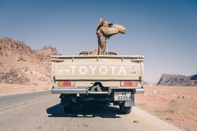 عکس | حمل شتر با کامیون در عکس روز نشنال جئوگرافیک
