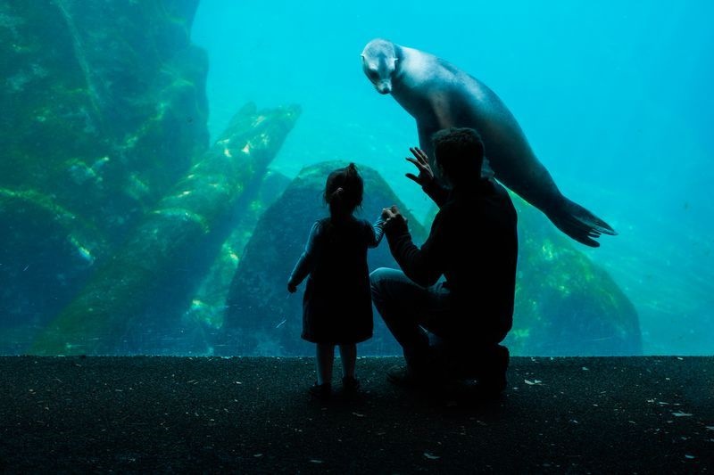 عکس | چشم در چشم شدن با شیر دریایی در عکس روز نشنال جئوگرافیک