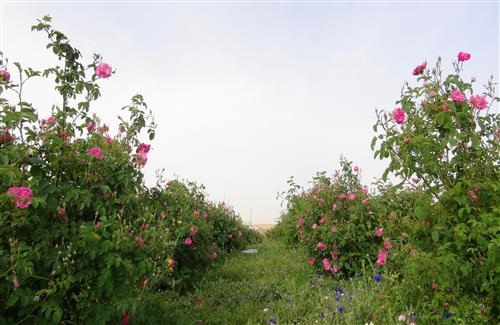 برداشت بیش از 4 تن گل محمدی از مزرعه آموزشی و تحقیقاتی دانشگاه آزاد اسلامی شهرکرد