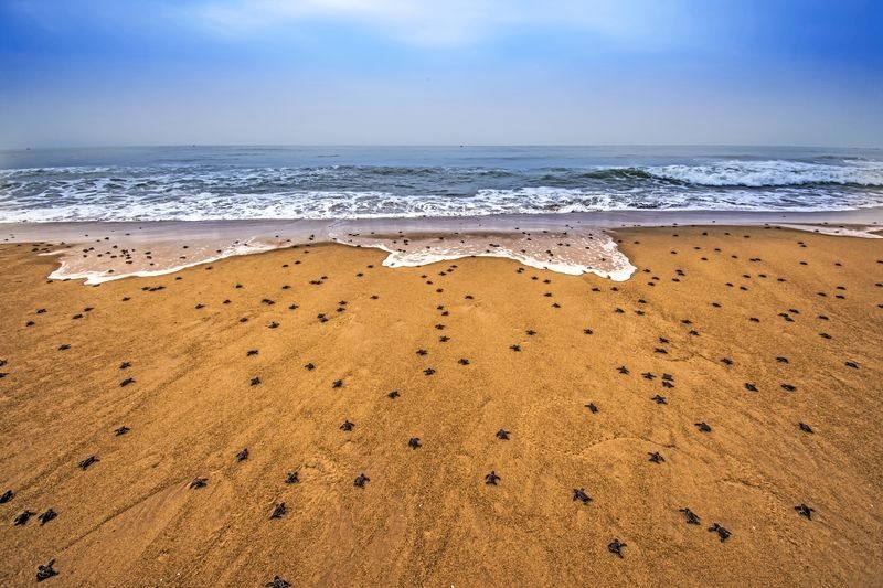 عکس | ورود میلیون‌ها بچه‌لاک‌پشت‌ به دریا در عکس روز نشنال جئوگرافیک