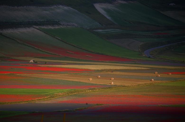 تصاویر | مزارع خیره‌کننده گل در ایتالیا