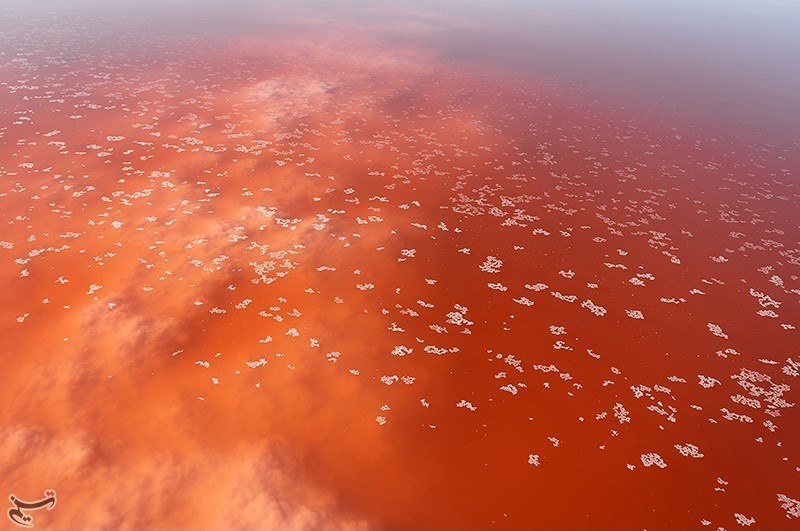 تصاویر | سرخی دوباره دریاچه ارومیه در تابستان