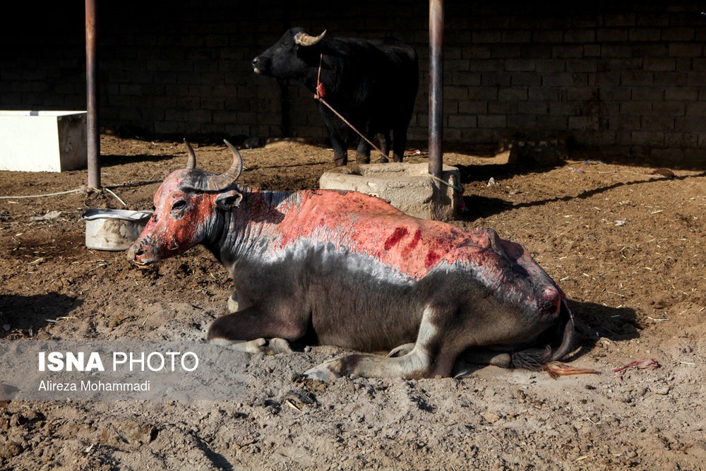 تصاویر | گاومیش‌هایی که در آتش تالاب هورالعظیم سوختند (۱۴+)