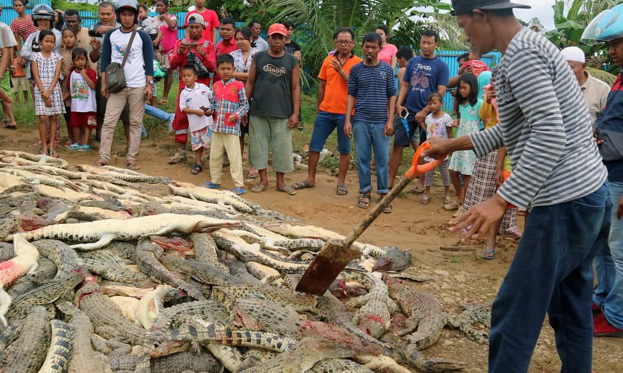 عکس‌نوشت | قتل‌‌عام دردناک ۳۰۰ تمساح در روستایی در اندونزی/ کشتن با چاقو و چکش و با انگیزه انتقام! 