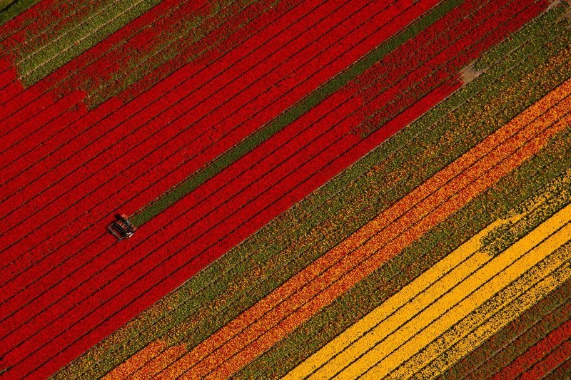 عکس | مزرعه لاله‌ها در عکس روز نشنال جئوگرافیک