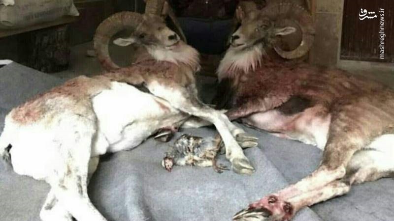 تصاویر | هشدار؛ تصاویر آزاردهنده | کشتار هولناک حیوانات در استان گلستان