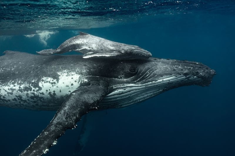 عکس | مهر مادری نهنگ در عکس روز نشنال جئوگرافیک 