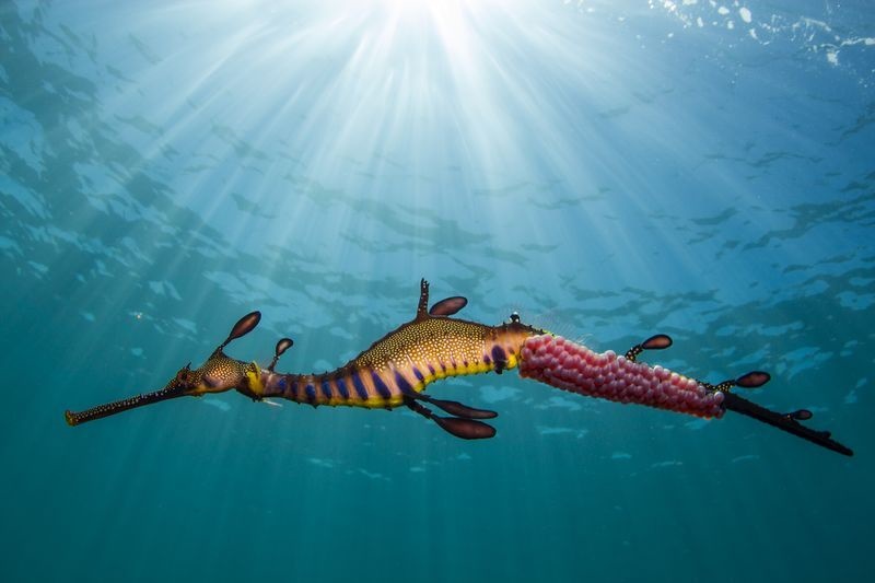 عکس | اژدهای دریایی در عکس روز نشنال جئوگرافیک