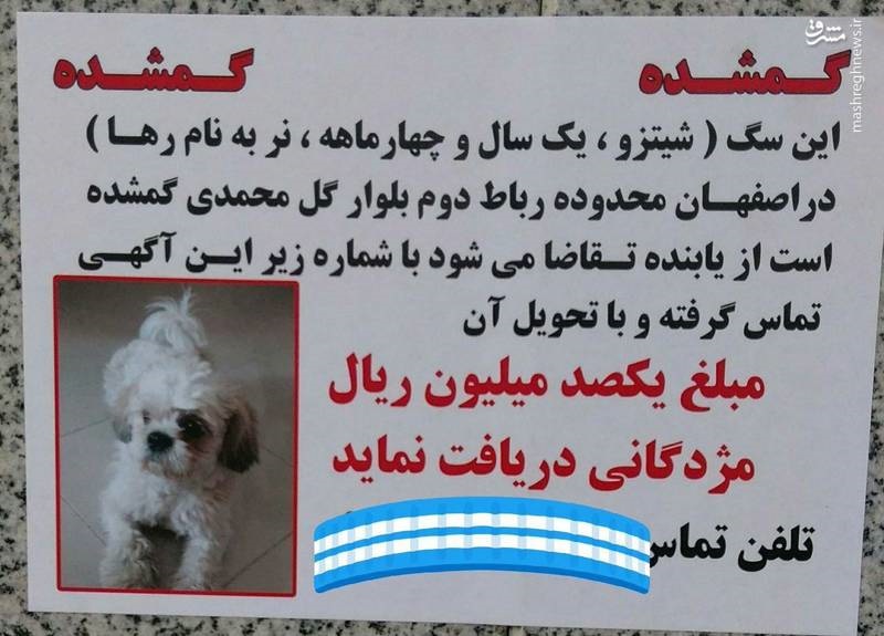 عکس | مژدگانی ۱۰میلیونی برای پیدا کردن سگ خانگی!