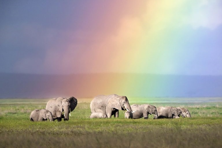 تصاویر | عبور گله فیل‌ها از زیر رنگین‌کمان