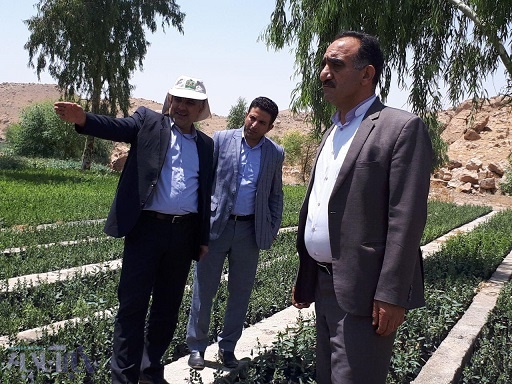 تولید 200 هزار اصله نهال گرمسیری در نهالستان پلدختر