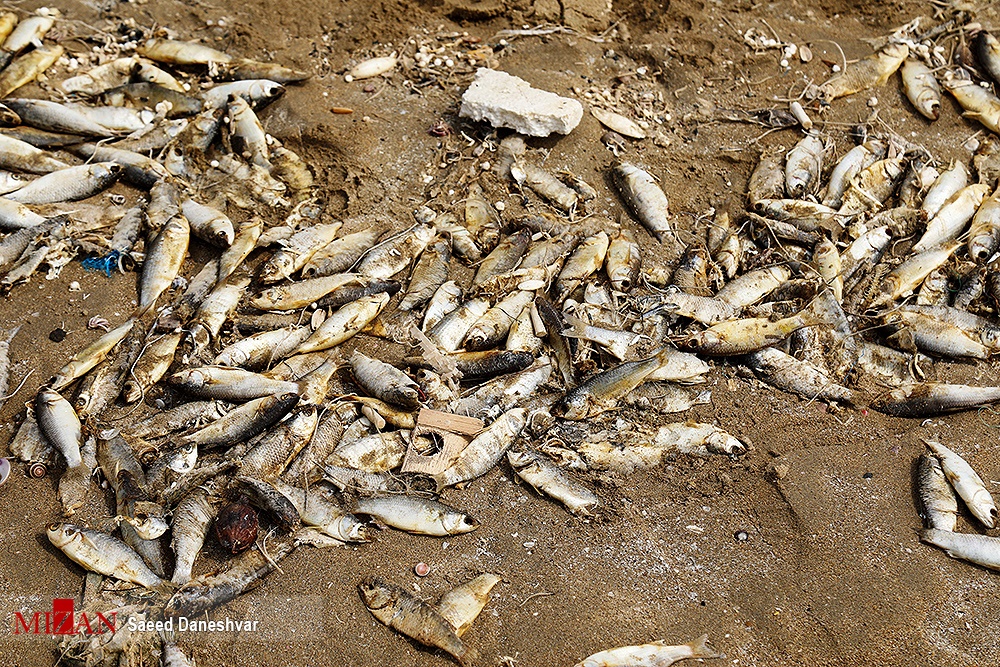 تصاویر | نتیجه ریختن فاضلاب و روغن لنج‌ها به خلیج فارس