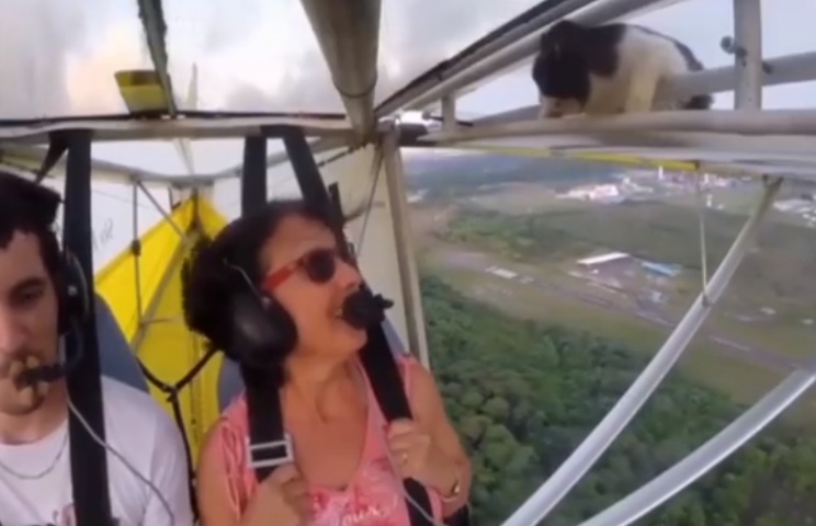 فیلم | فرود برای پیاده‌کردن گربه از روی بال هواپیما!