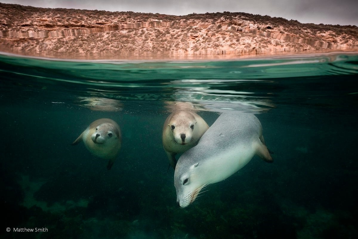 زیباترین تصاویر از مسابقه عکاسی طبیعت و حیات وحش استرالیا