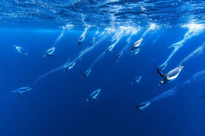 عکس | شنای گروهی پنگوئن‌ها در عکس روز نشنال جئوگرافیک
