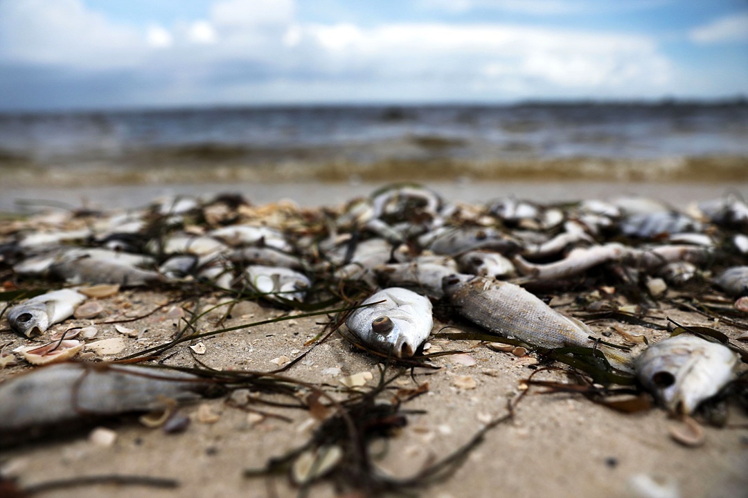 تصاویر | مرگ ماهی‌ها به دست قاتل سرخ