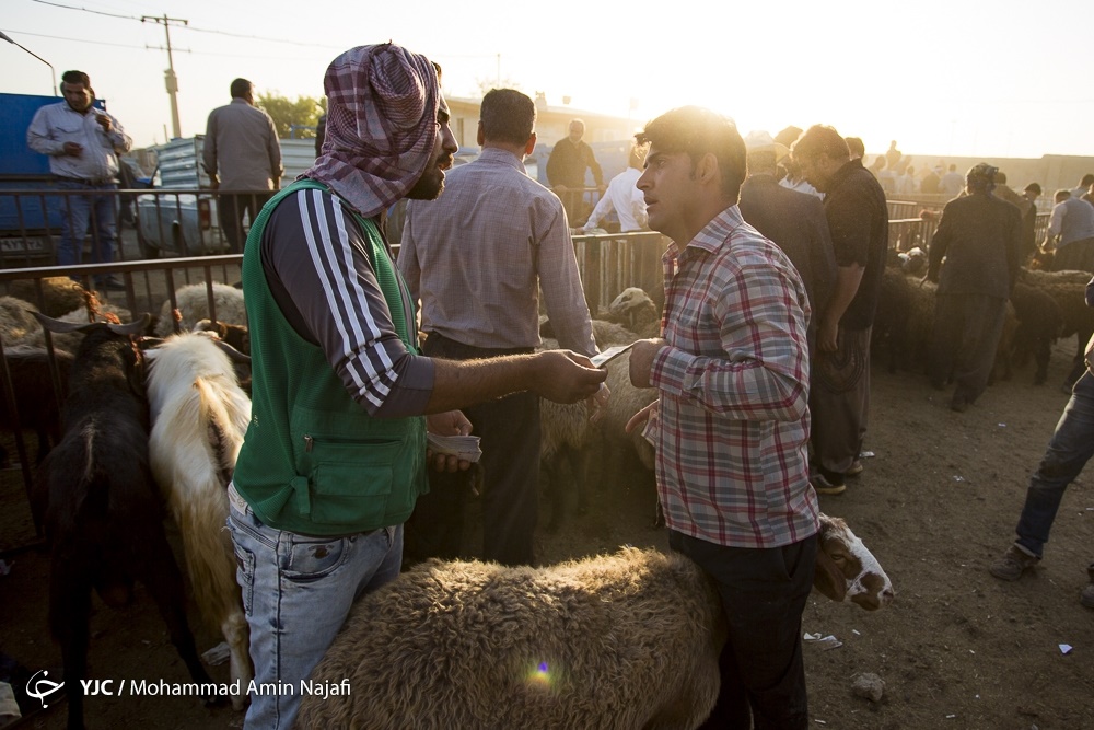 تصاویر | بازار خرید و فروش دام در آستانه عید قربان