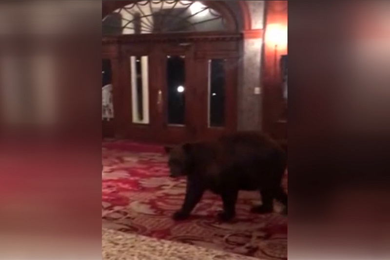 فیلم | ورود خرس قهوه‌ای به لابی یک هتل در مرکز شهر!