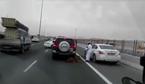 فیلم | یک روز خیلی عادی در خیابان‌های قطر | قدم زدن با ببر بی‌اعصاب!