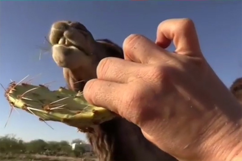 فیلم | شترها کاکتوس پر از تیغ هم می‌خورند!