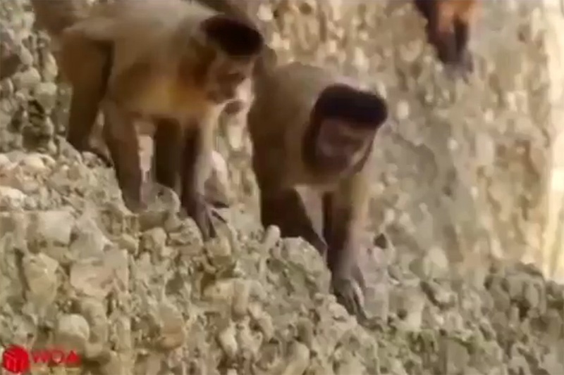 فیلم | نجات موش از دهان مار توسط میمون‌ها