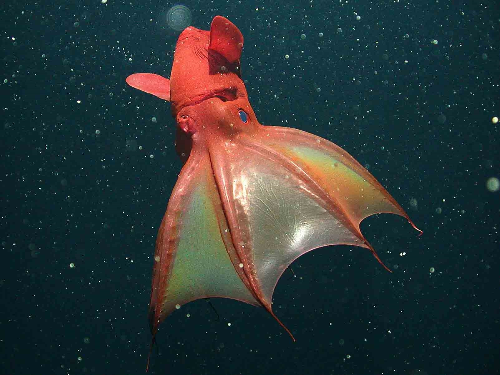 مرکب ماهی خون آشام را ببینید