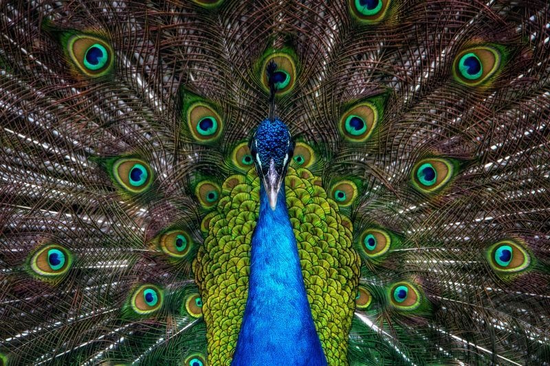عکس | دل‌ربایی طاووس در عکس روز نشنال جئوگرافیک