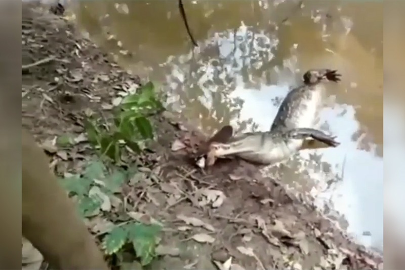 فیلم | ماهی الکتریکی با برق ۸۶۰ ولت تمساح را خشک کرد!