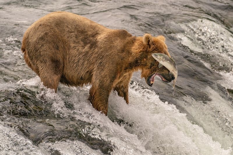 عکس | خرس قهوه‌ای و شکارش در عکس روز نشنال جئوگرافیک