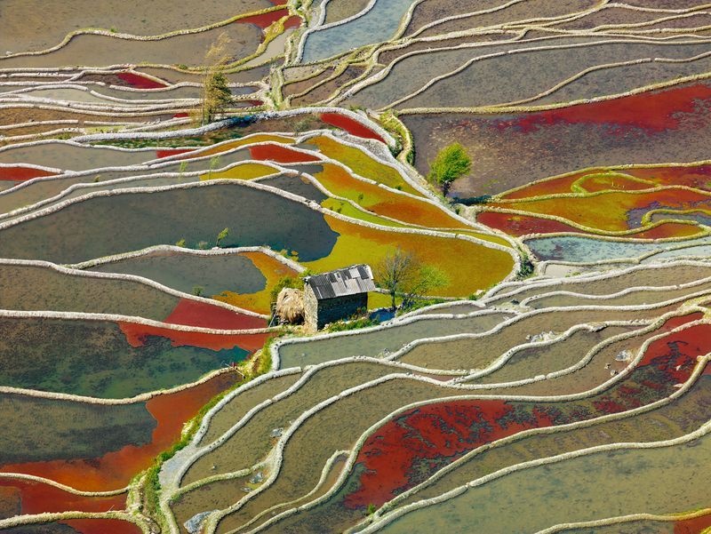 عکس | مزرعه‌های رنگی چین در عکس روز نشنال جئوگرافیک
