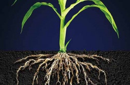 مکانیسم جالب پاسخ‌دهی ریشه گیاه به نبود اکسیژن در خاک