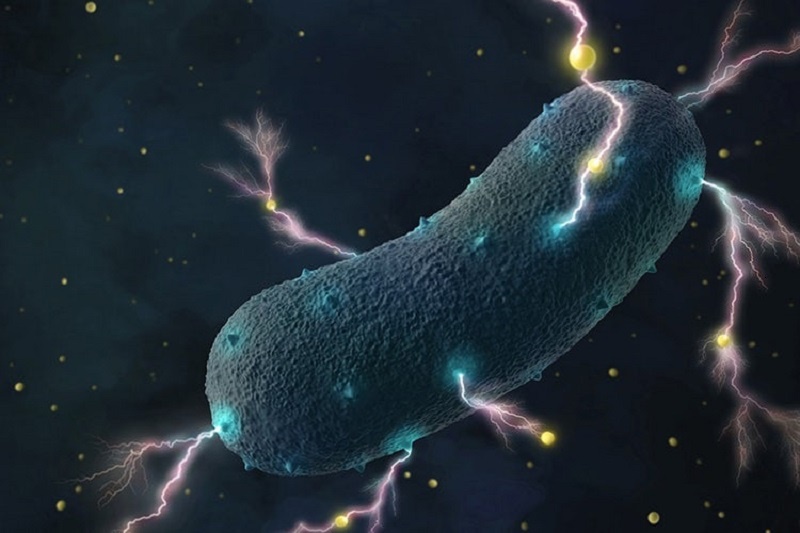 کشف باکتری الکتریکی در روده انسان