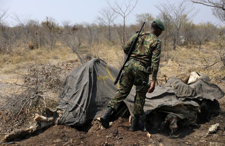 تصاویر | کشف جسد ده‌ها فیل بدون عاج در آفریقا