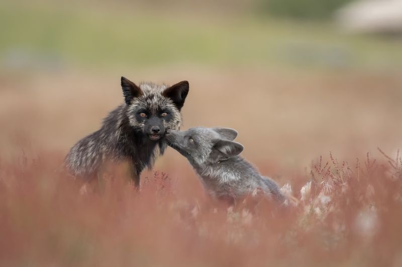 عکس | بوسه بچه روباه در عکس روز نشنال جئوگرافیک
