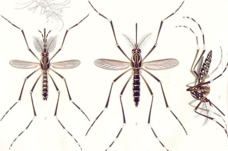کشف تقویت‌کننده صوتی در پشه‌های نر