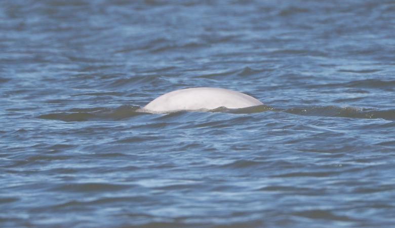 تصاویر | مشاهده نهنگ سفید در رودخانه تیمز لندن!